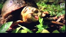 Snake Documentary Snake Documentary Snake Documentary Amazing Life of Turtles and Tortoises - Natu