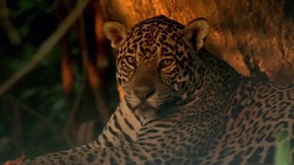 Planet Earth - The Super Cats of Brazil - The Jaguars