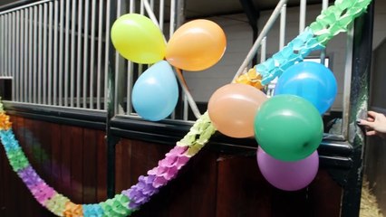HET IS FEEST! EVE IS JARIG   | PaardenpraatTV