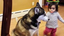 Siberian Husky Dog Play with Baby