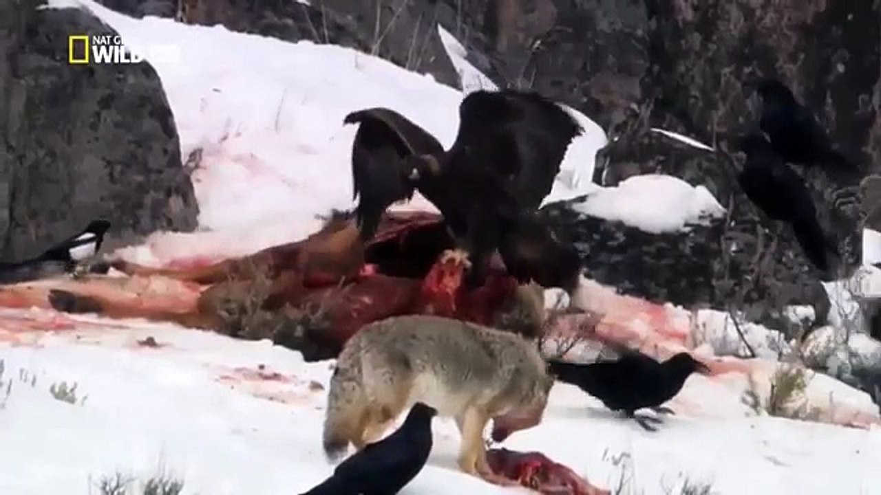 Wild Yellowstone - She Wolf (Nature / Wildlife)