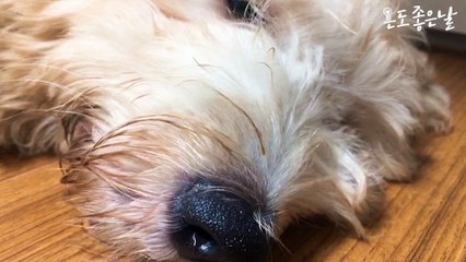 Goldendoodles need to cut their fur! (dogs' beauty)