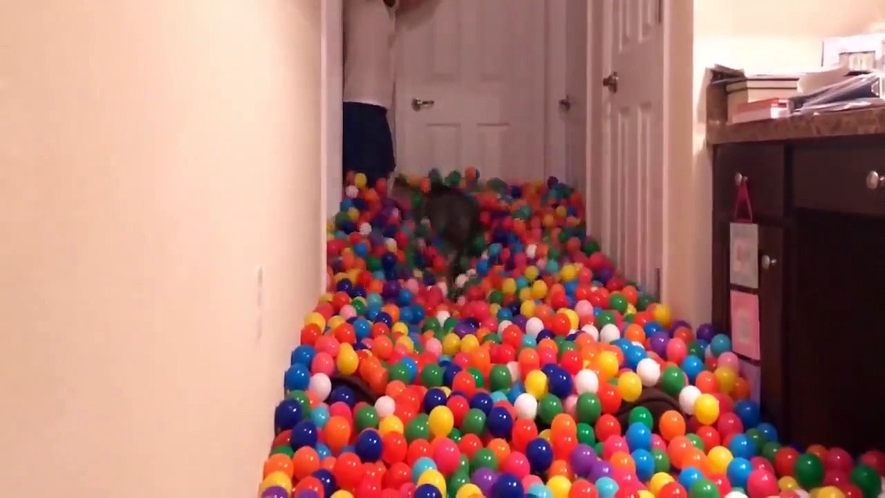 FUNNY DOGS COMPILATION VIDEOS- FUNNY AND CUTE DOG VIDEO- DOGS FAILS COMPILATION 2018