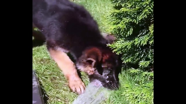 Funniest - Cutest German Shepherd Puppies #23 - Funny Dogs Compilation 2018