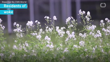 Royal Wedding Flowers Donated To London Hospice