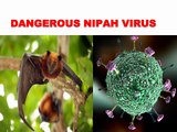 DANGEROUS NIPAH VIRUS IS SPREADING IN INDIA