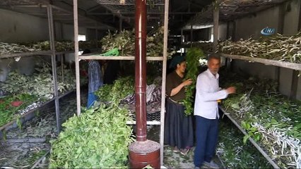 90’lı yıllarda üretimi durdu, şimdi 80 ailenin gelir kaynağı oldu