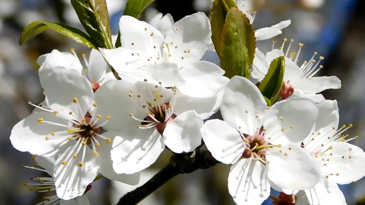 Алыча в мае