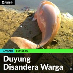 #1MENIT | Duyung Disandera Warga