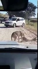 Cheetah dragging his kill