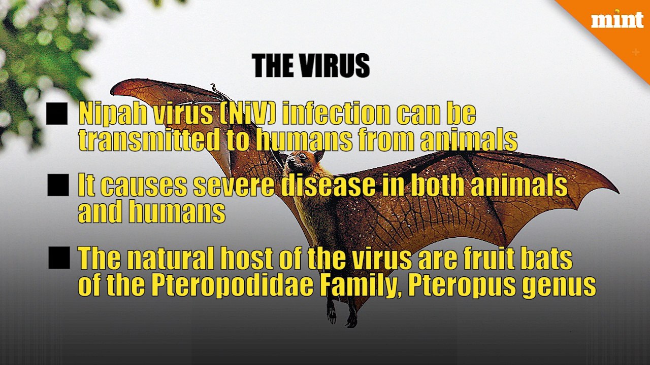 Nipah virus outbreak in Kerala: All you need to know about NiV