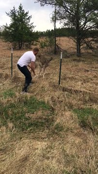 Saving a Deer Stuck on Barbed Wire Fence