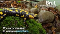 En Chine, la salamandre géante menacée d’extinction
