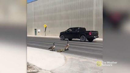 Geese family has a close call crossing a VERY busy street