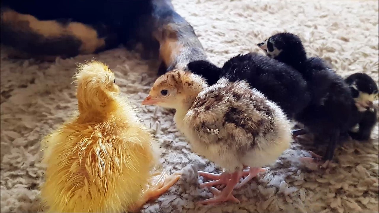 Turkeys and ducks hatched