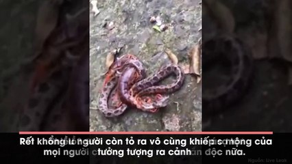 Nghẹt thở khi xem rắn độc tử chiến với rết khổng lồ