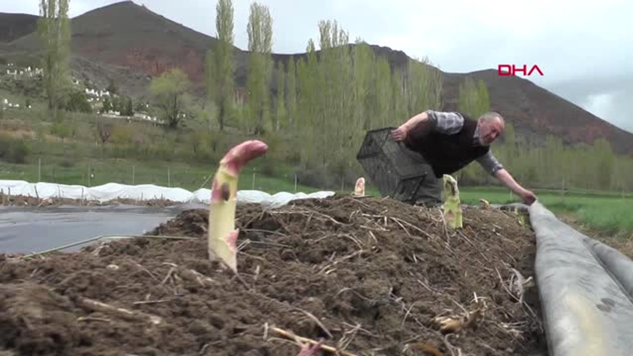 Erzurum Köyüne Dönen Gurbetçi, Kuşkonmaz Üretimine Başladı Hd