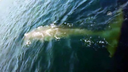 Fethiye'de balina görüntülendi - MUĞLA