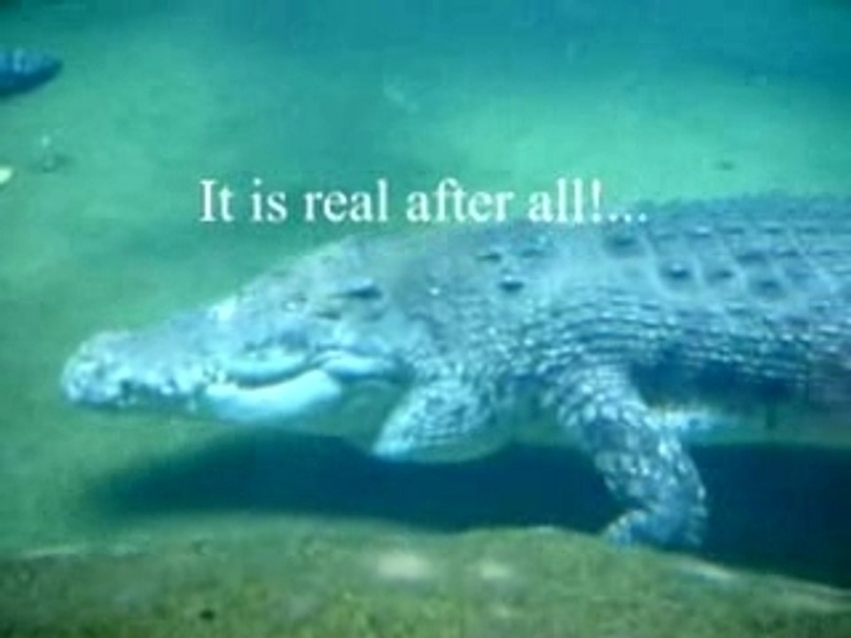 Crocodile Spotted! Real or Fake