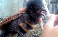 Centropus baby (chick) eating