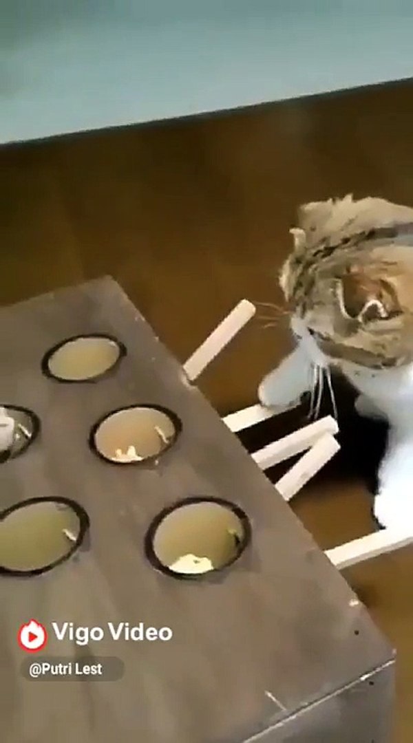 ⁣Funny Pets