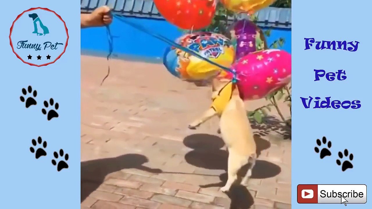 Cute is Not Enough - Funny Cats and Dogs For Kid Compilation #45