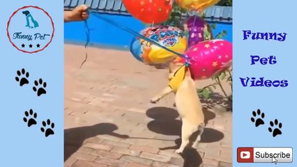 Cute is Not Enough - Funny Cats and Dogs For Kid Compilation #45