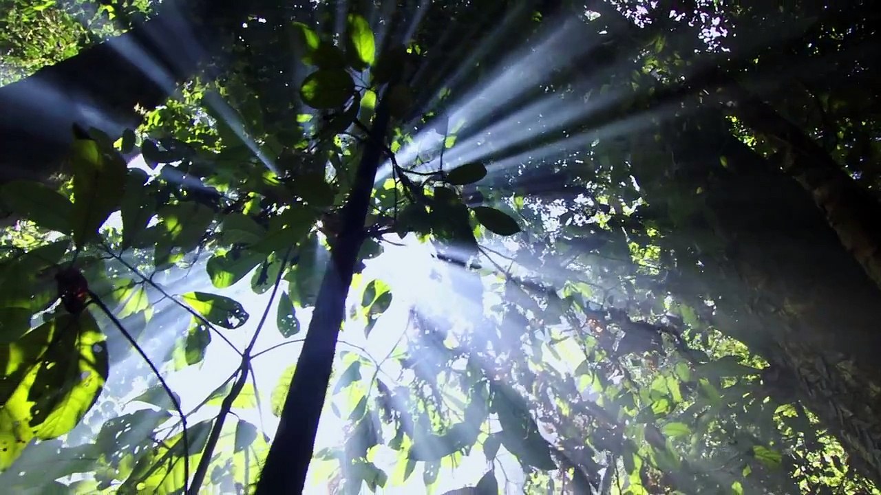 Planet Earth E08 Jungles