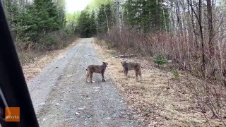 Two Lynxes in Ontario Have Intense Conversation