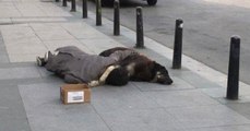 Sosyal Medyanın Konuştuğu, Sokak Köpeğine Sarılıp Uyuyan Genç, Dilenci Çıktı