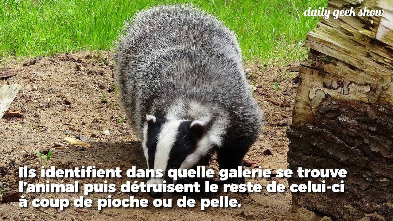 Le déterrage de blaireaux : une pratique inhumaine