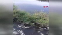 Aydın Büyük Menderes Nehri'nde Toplu Balık Ölümleri Endişelendirdi