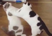 Cute Cats Enjoy a Quick Game of Patty-Cake