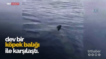 Bodrum'da dev köpek balığı görüntülendi