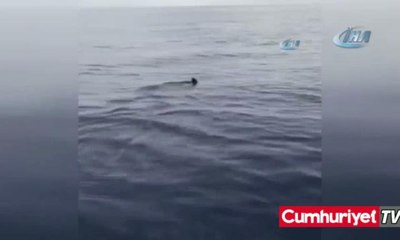 Bodrum'da dev köpekbalığı görüntülendi