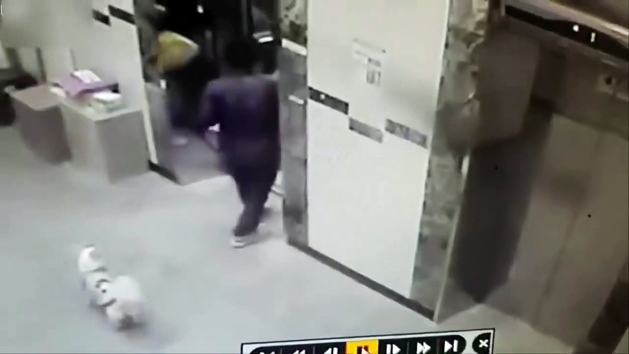 Un livreur sauve la vie d’un chien grâce à un bon réflexe