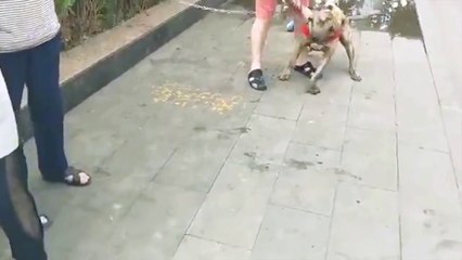 4 éves gyermeket támadott meg egy pitbull