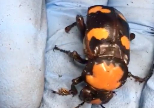 Cincinnati Zoo Introduces New American Burying Beetle