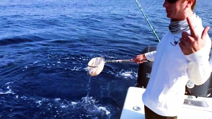 Hand-Feeding Giant Bluefin Tuna in Venice, Louisana