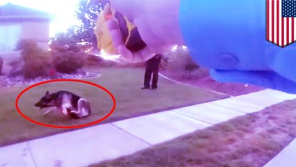 Feisty Utah dog tasered by cop may get put down