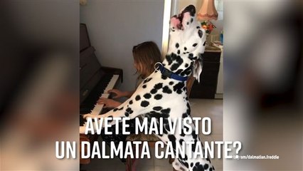Hai mai visto un cane canterino?