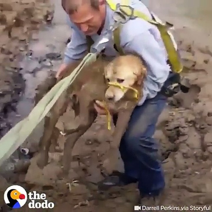 This guy's sliding down a mudbank to rescue a dog who's been missing for a week