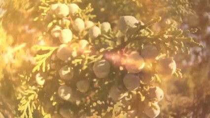 Summertime veled-Michael Weston_HD