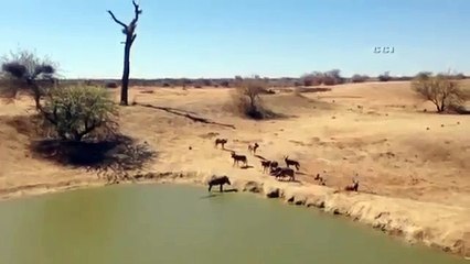 Karada Vahşi Köpek Sürüsünden Kaçan Yaban Domuza Daha Büyük Düşmana Yem Oluyor