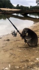 Quand un koala se met à la pêche