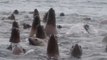 Raft of Sea Lions Swims Near Alaska Researchers