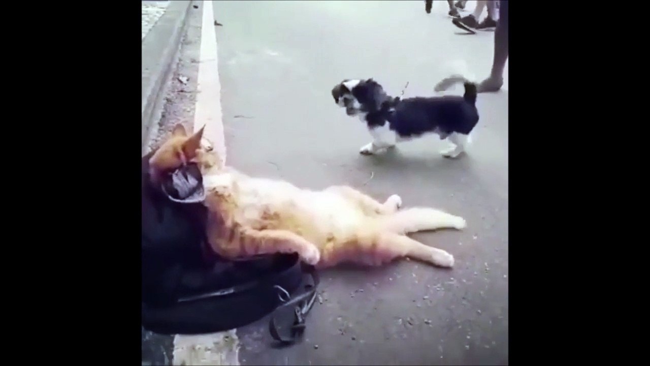 Ce chat reste impassible face à ce chien enervé
