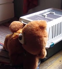 Perro se lleva un oso de peluche a la cama para dormir