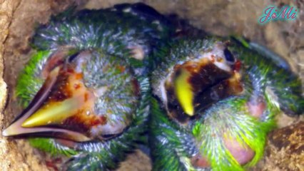Lòng tham của con người đã biến những chú chim Tu-căng tội nghiệp ra thế này
