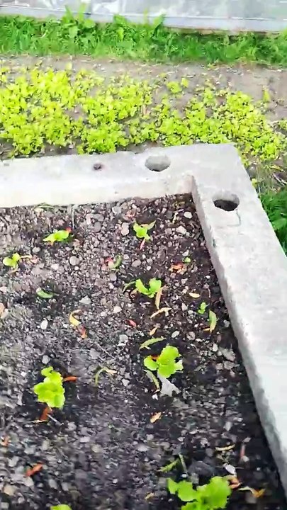 Devinez où est caché ce nid d'oisillons ?!